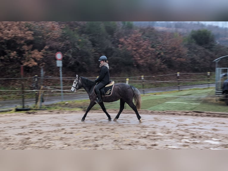 Kuc Connemara Klacz 3 lat 140 cm Stalowosiwy in Morsbach