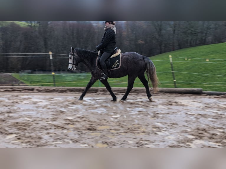 Kuc Connemara Klacz 3 lat 140 cm Stalowosiwy in Morsbach