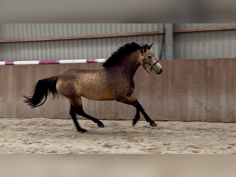 Kuc Connemara Klacz 3 lat 144 cm Jelenia in Zieuwent