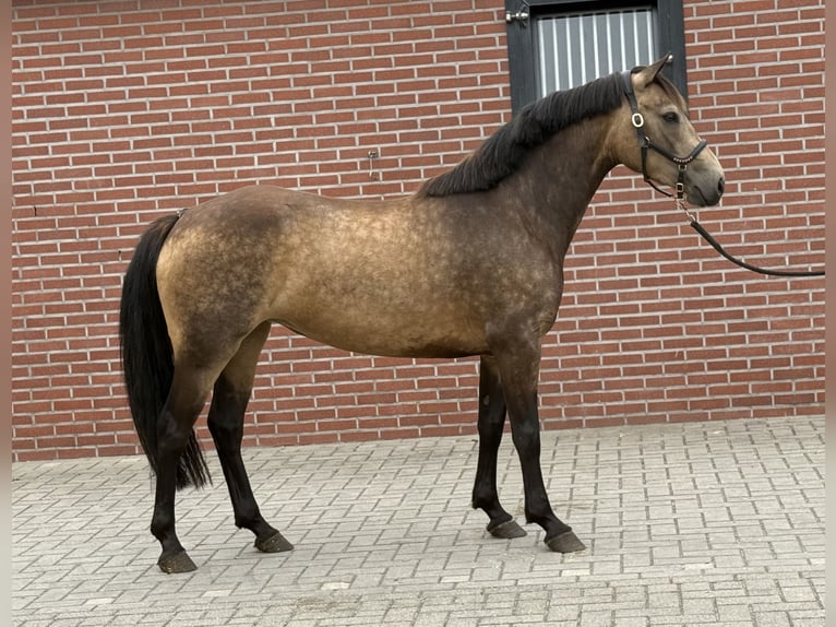 Kuc Connemara Klacz 3 lat 144 cm Jelenia in Zieuwent