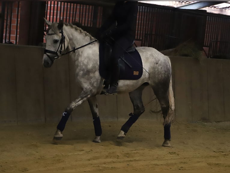 Kuc Connemara Mix Klacz 3 lat 145 cm Siwa jabłkowita in Uelsen
