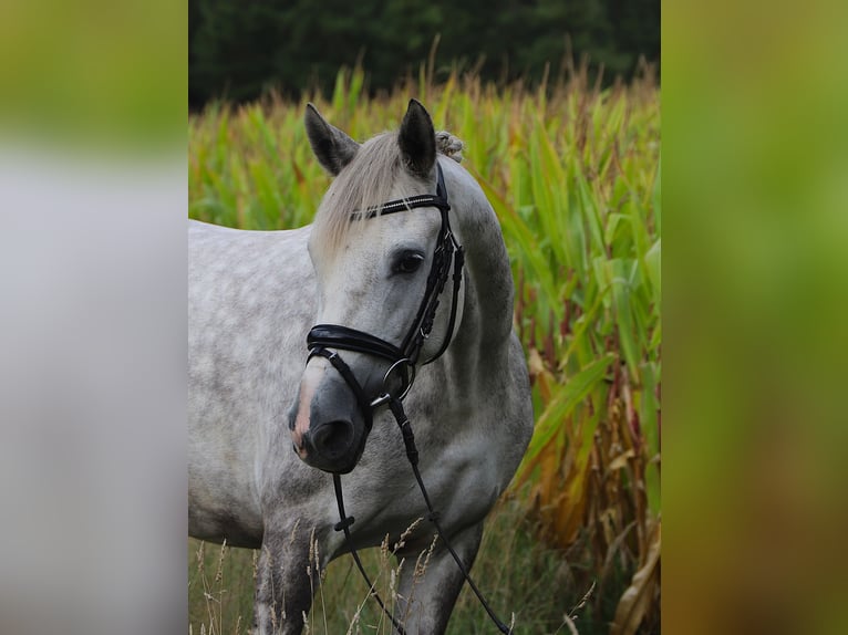 Kuc Connemara Mix Klacz 3 lat 145 cm Siwa jabłkowita in Uelsen