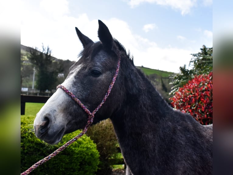 Kuc Connemara Klacz 3 lat 147 cm Siwa in Dundalk