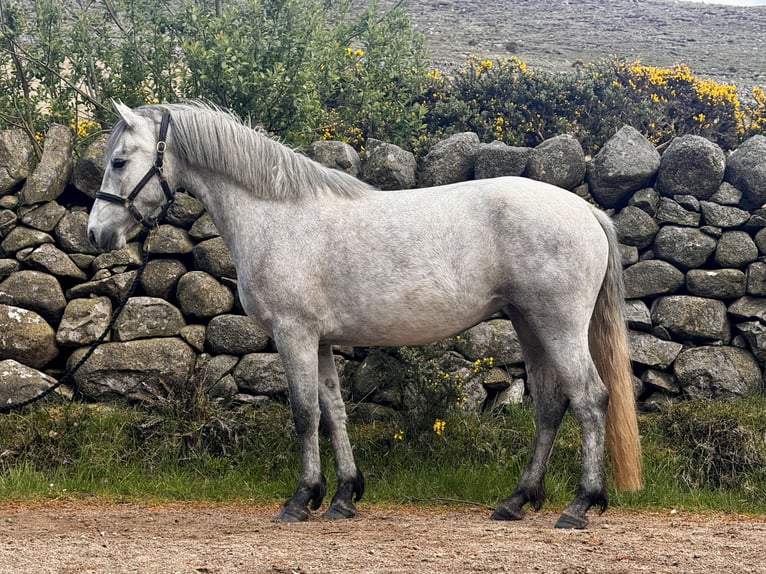 Kuc Connemara Klacz 3 lat 147 cm Siwa in Newry
