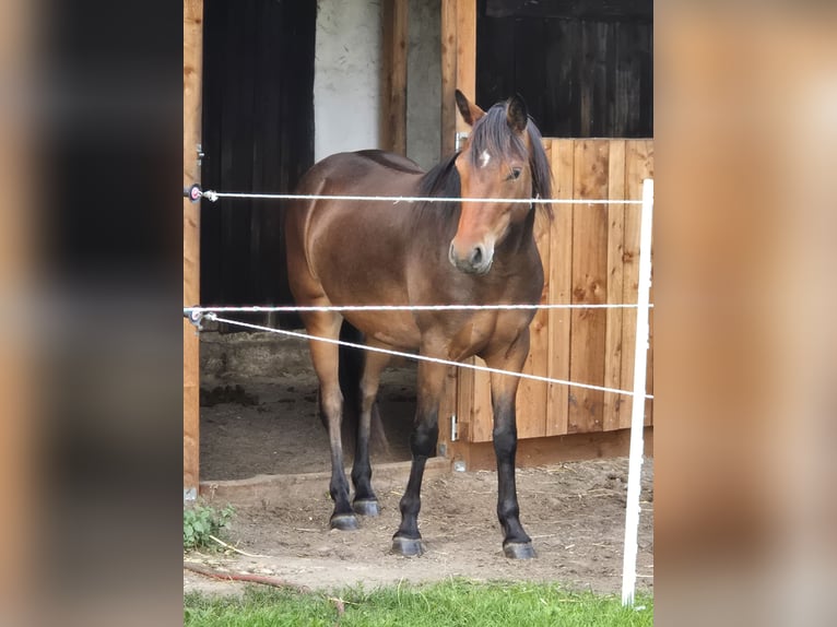 Kuc Connemara Klacz 3 lat 148 cm Ciemnogniada in Lachendorf