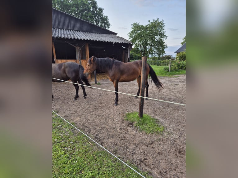 Kuc Connemara Klacz 3 lat 148 cm Ciemnogniada in Lachendorf