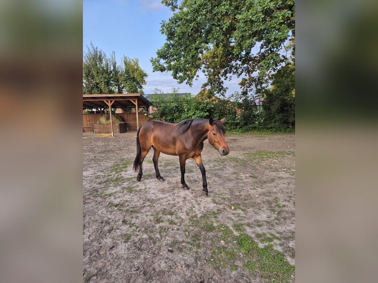 Kuc Connemara Klacz 3 lat 148 cm Ciemnogniada in Lachendorf