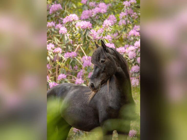 Kuc Connemara Mix Klacz 3 lat 155 cm Siwa in Zundert