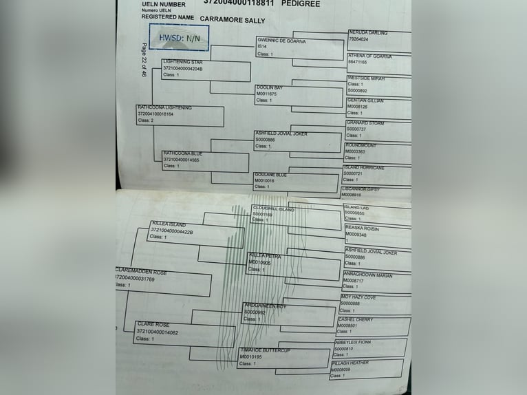 Kuc Connemara Klacz 3 lat Siwa jabłkowita in Kildare