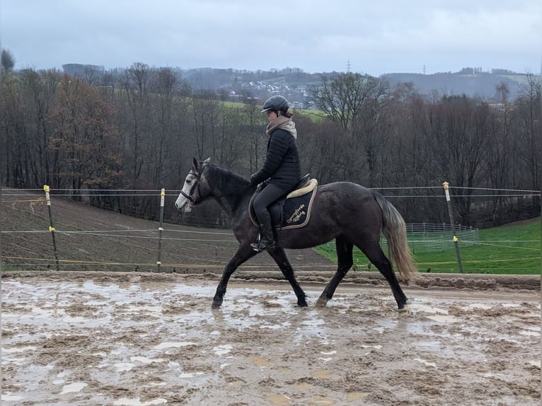 Kuc Connemara Klacz 4 lat 140 cm Stalowosiwy in Morsbach