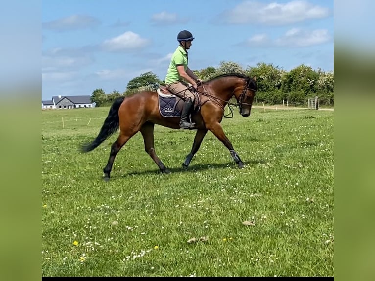 Kuc Connemara Klacz 4 lat 143 cm Gniada in Westmeath