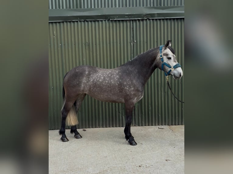 Kuc Connemara Klacz 4 lat 144 cm Siwa jabłkowita in Sligo