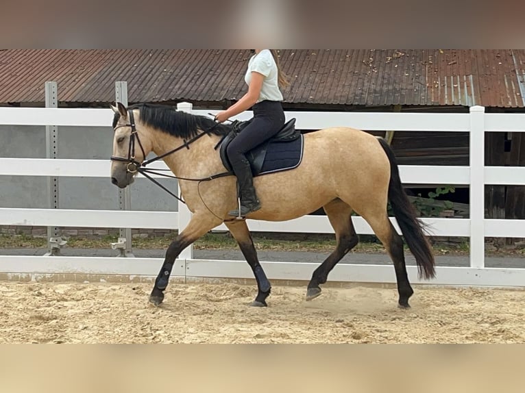 Kuc Connemara Klacz 4 lat 145 cm Bułana in Morsbach