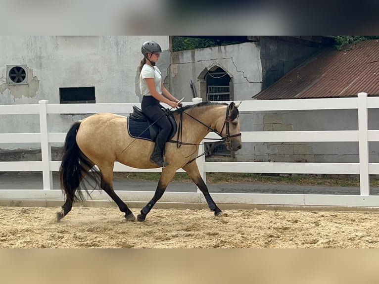 Kuc Connemara Klacz 4 lat 145 cm Bułana in Morsbach