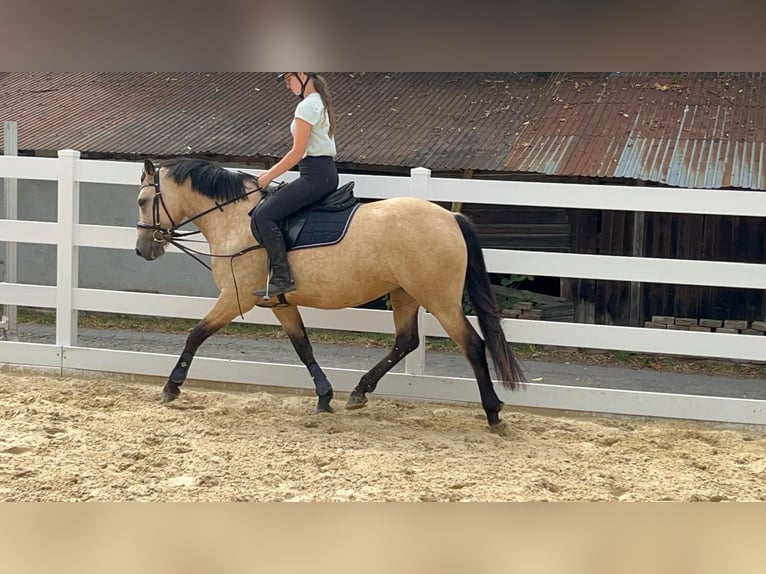 Kuc Connemara Klacz 4 lat 145 cm Bułana in Morsbach