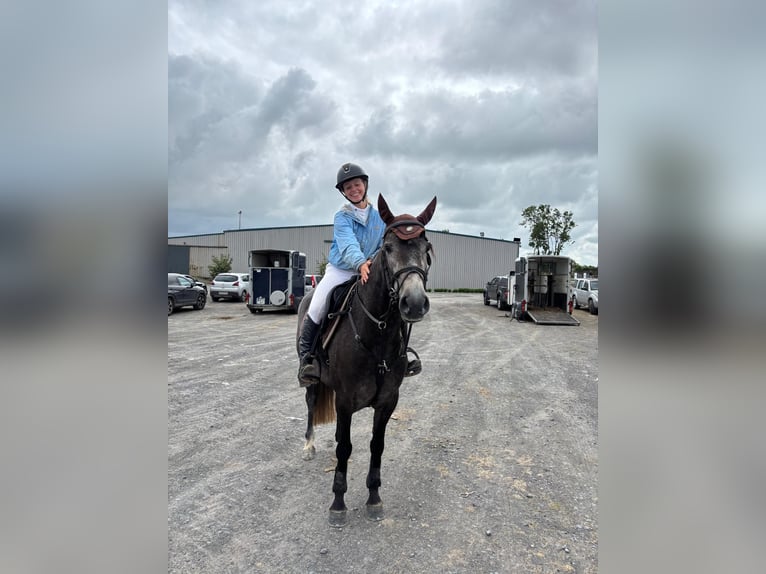 Kuc Connemara Klacz 4 lat 145 cm Siwa in Mountrath