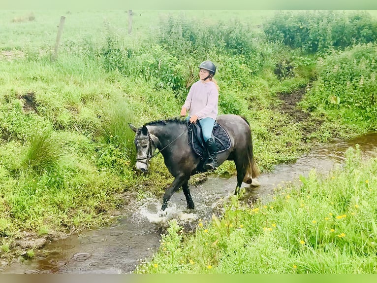 Kuc Connemara Klacz 4 lat 145 cm Siwa in Mountrath