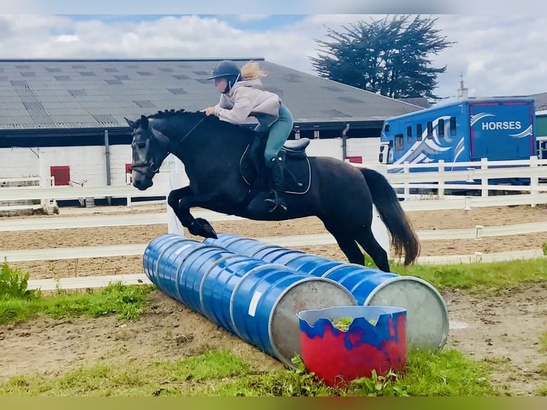 Kuc Connemara Klacz 4 lat 145 cm Siwa in Mountrath