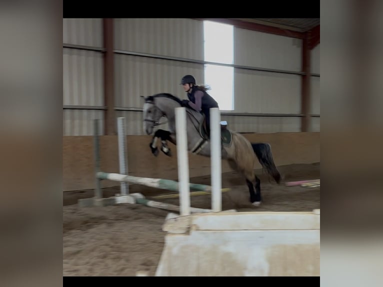 Kuc Connemara Klacz 4 lat 146 cm Bułana in Sligo