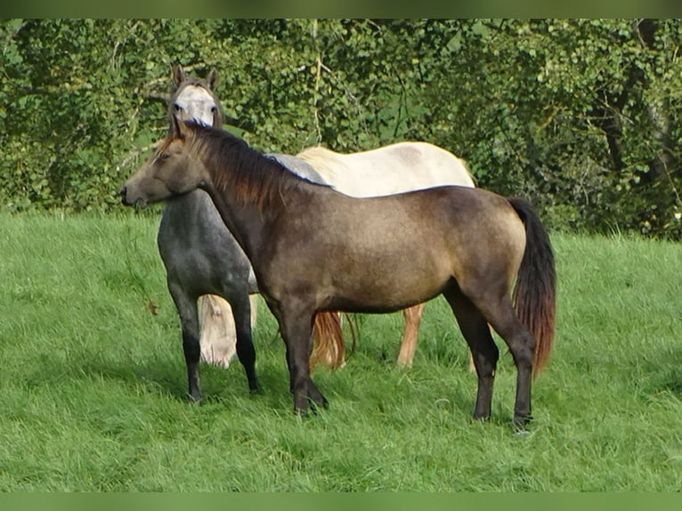 Kuc Connemara Klacz 4 lat 146 cm Bułana in NeuhemsbachNeuhemsbach