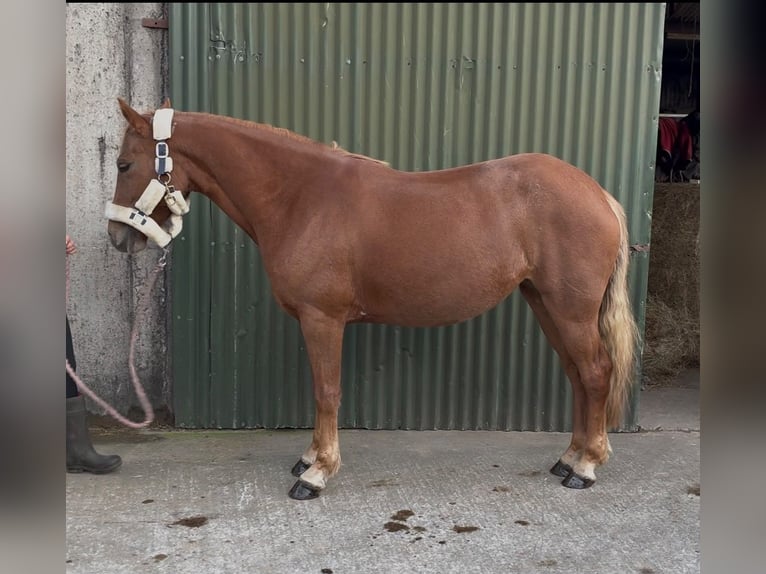 Kuc Connemara Klacz 4 lat 146 cm Kasztanowata in Trebbin