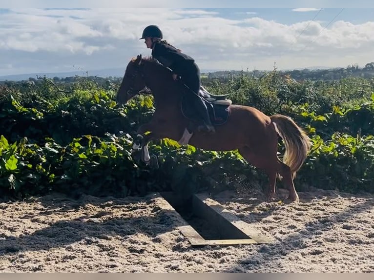 Kuc Connemara Klacz 4 lat 146 cm Kasztanowata in Trebbin