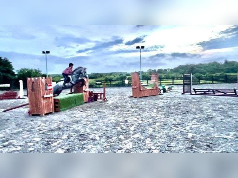 Kuc Connemara Klacz 4 lat 146 cm Siwa jabłkowita in Sligo