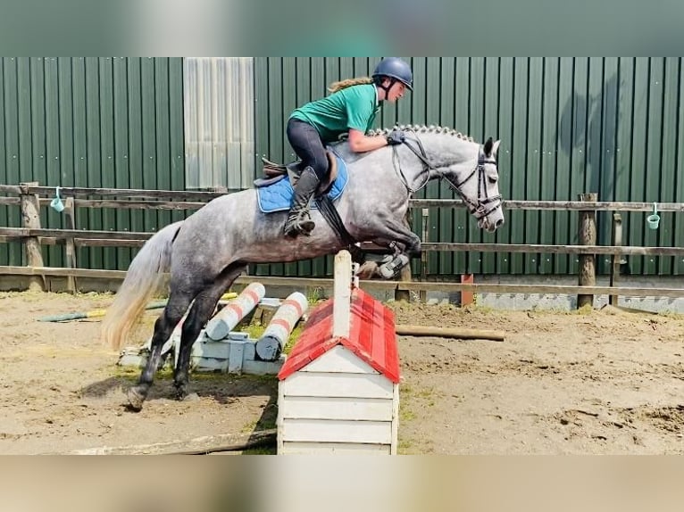 Kuc Connemara Klacz 4 lat 146 cm Siwa jabłkowita in Sligo