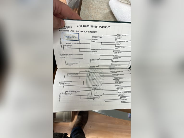 Kuc Connemara Klacz 4 lat 146 cm Siwa jabłkowita in Morsbach