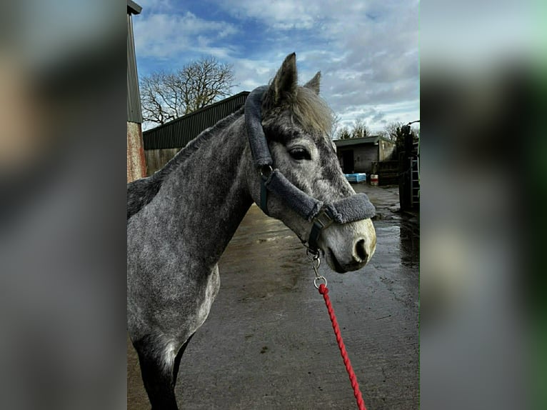 Kuc Connemara Klacz 4 lat 146 cm Siwa in Sligo