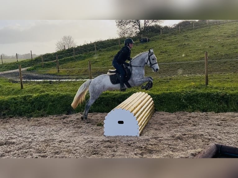 Kuc Connemara Klacz 4 lat 146 cm Siwa in Sligo