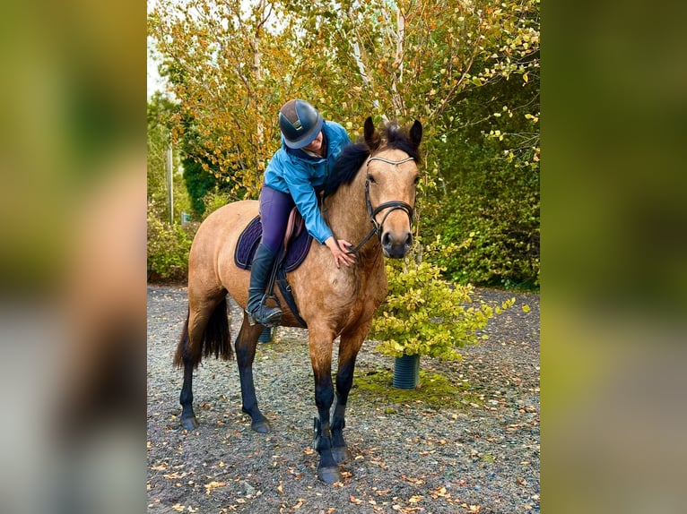 Kuc Connemara Klacz 4 lat 147 cm Bułana in Mountrath, Co. Laois