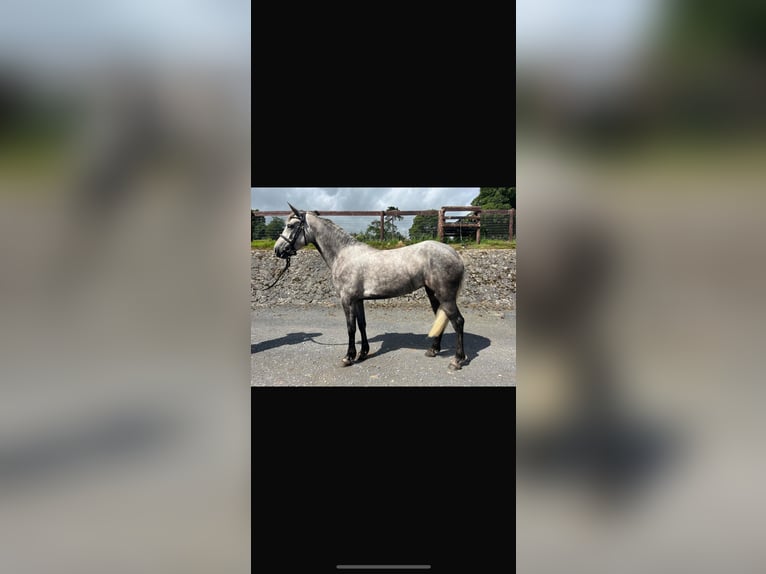 Kuc Connemara Klacz 4 lat 147 cm Siwa in Tipperary