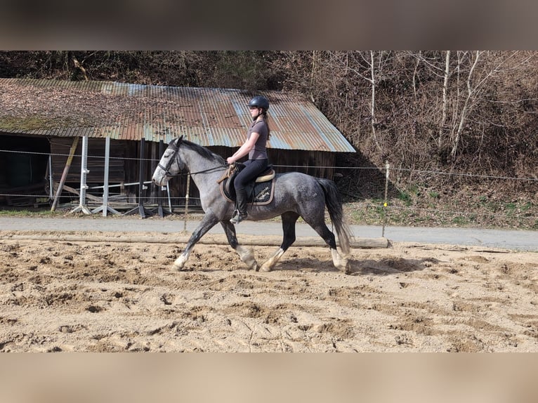 Kuc Connemara Mix Klacz 4 lat 147 cm Stalowosiwy in Morsbach