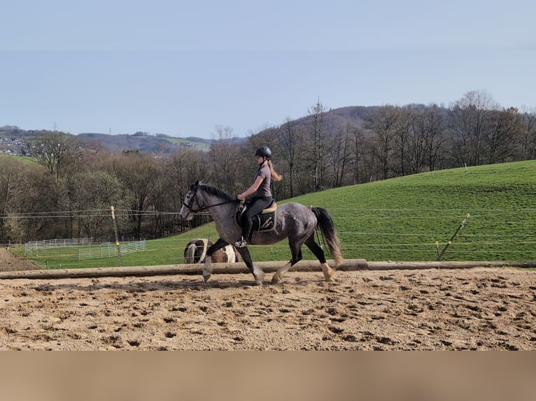 Kuc Connemara Mix Klacz 4 lat 147 cm Stalowosiwy in Morsbach