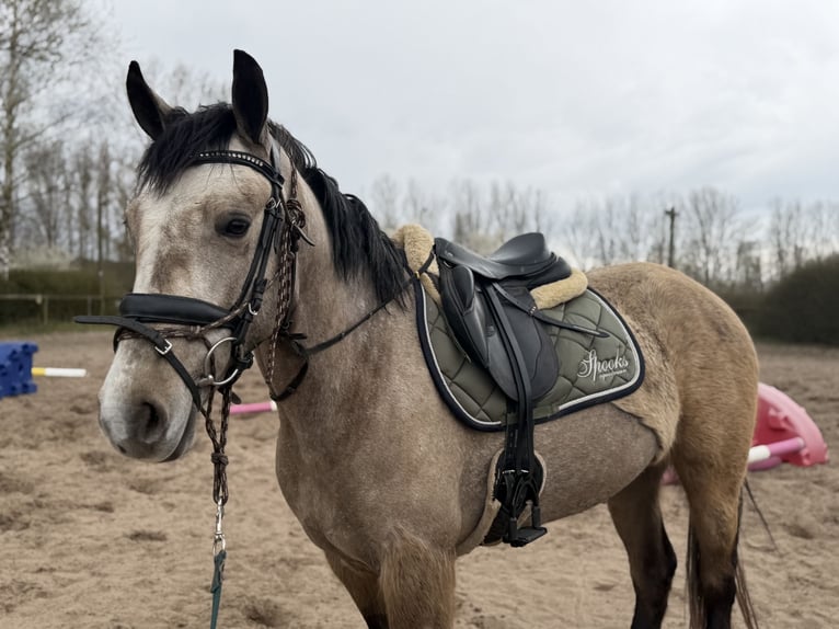 Kuc Connemara Klacz 4 lat 148 cm Bułana in Trebbin