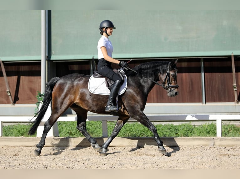 Kuc Connemara Klacz 4 lat 148 cm  in Altenstadt