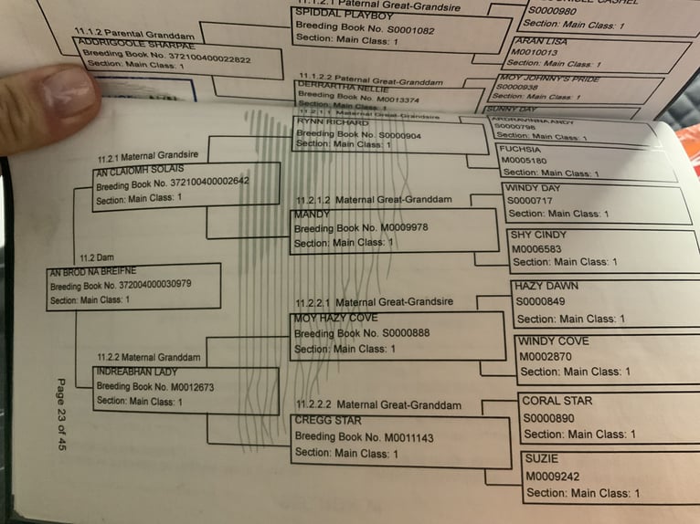 Kuc Connemara Klacz 4 lat 150 cm Siwa in Mountrath