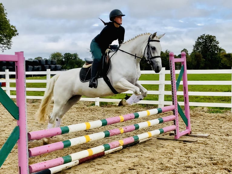 Kuc Connemara Klacz 4 lat 152 cm Siwa in Mountrath