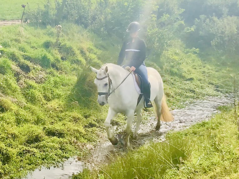 Kuc Connemara Klacz 4 lat 152 cm Siwa in Mountrath