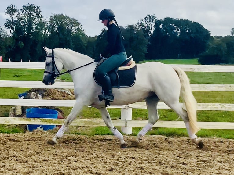 Kuc Connemara Klacz 4 lat 152 cm Siwa in Mountrath