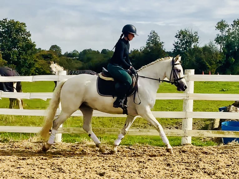 Kuc Connemara Klacz 4 lat 152 cm Siwa in Mountrath