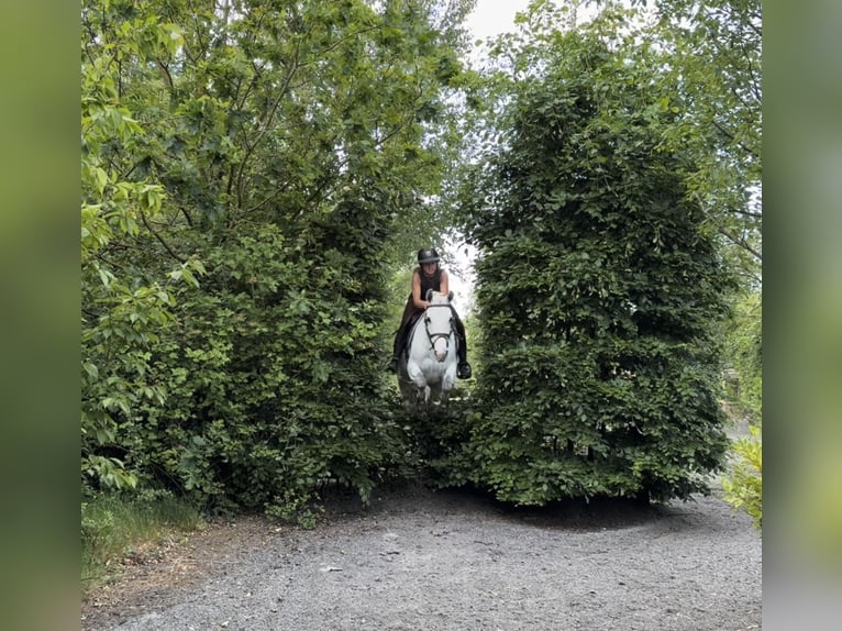 Kuc Connemara Klacz 4 lat 153 cm Biała in Mountrath, Co. Laois