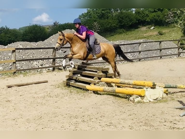 Kuc Connemara Klacz 4 lat 153 cm Bułana in Sligo