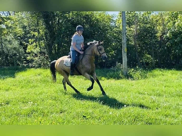 Kuc Connemara Klacz 4 lat 153 cm Bułana in Sligo