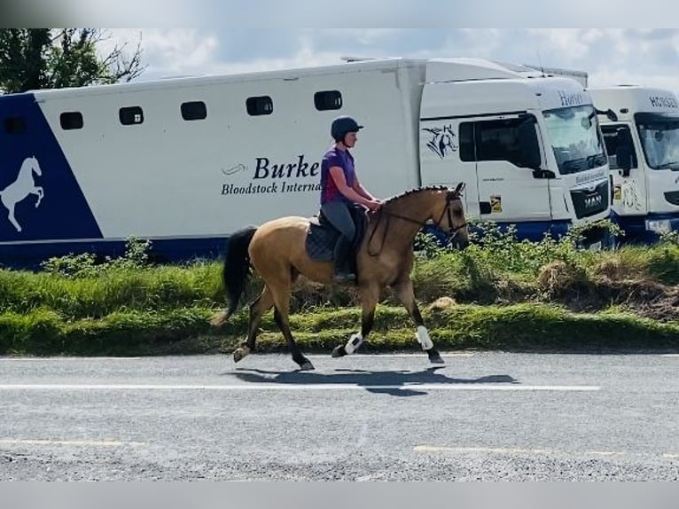 Kuc Connemara Klacz 4 lat 153 cm Bułana in Sligo