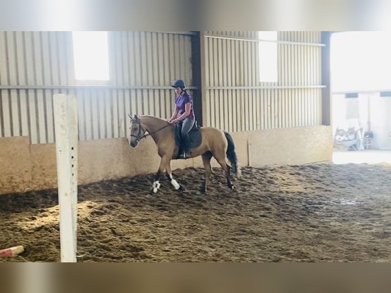 Kuc Connemara Klacz 4 lat 153 cm Bułana in Sligo
