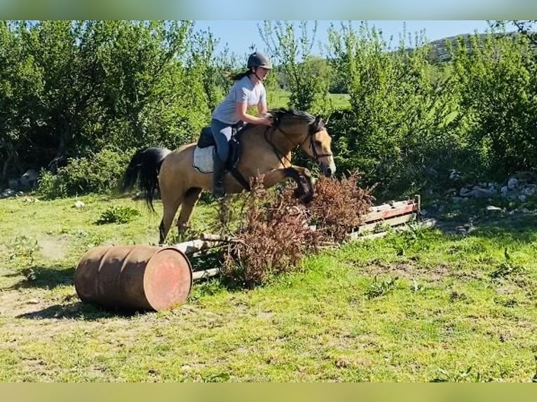 Kuc Connemara Klacz 4 lat 153 cm Bułana in Sligo