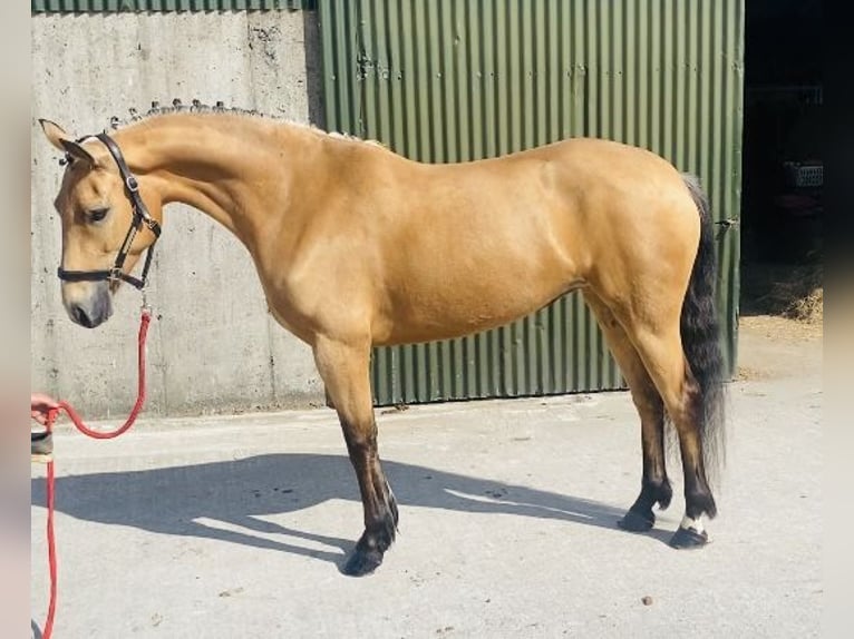 Kuc Connemara Klacz 4 lat 153 cm Bułana in Sligo