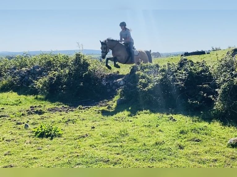 Kuc Connemara Klacz 4 lat 153 cm Bułana in Sligo